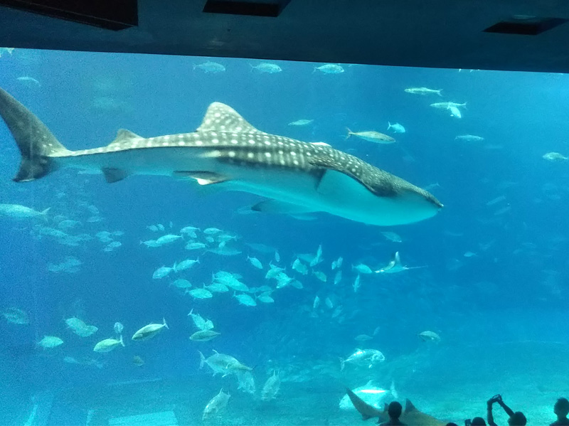 美ら海水族館